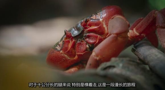 生灵奇旅/不可思议的动物之旅 第1季 Incredible Animal Journeys