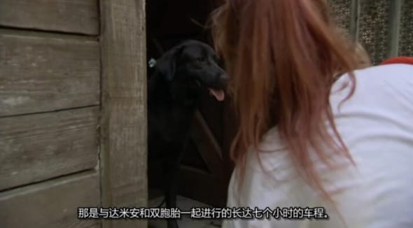 狗儿救援迎新生 第17季 Pit Bulls and Parolees