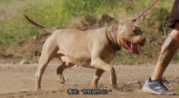 狗儿救援迎新生 第17季 Pit Bulls and Parolees