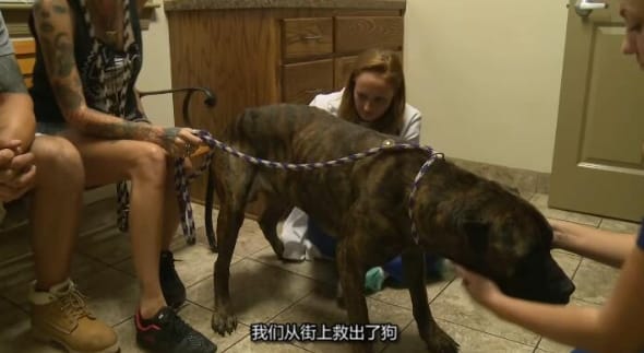 狗儿救援迎新生 第8季 Pit Bulls and Parolees