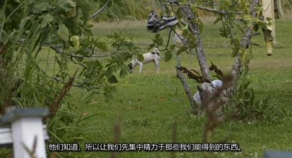 狗儿救援迎新生 第13季 Pit Bulls and Parolees