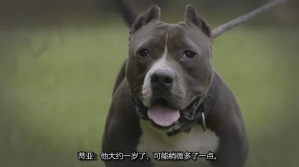 狗儿救援迎新生 第13季 Pit Bulls and Parolees