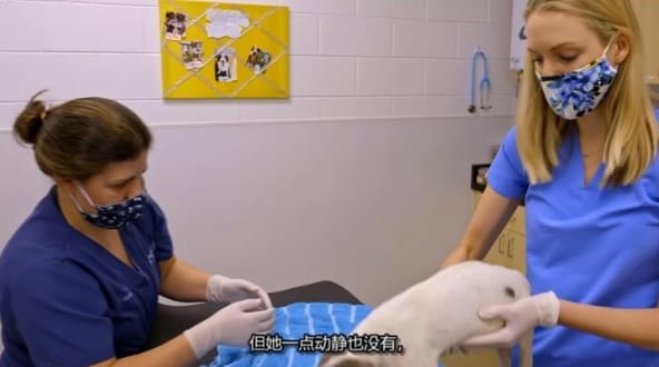 狗儿救援迎新生  第18季 Pit Bulls and Parolees