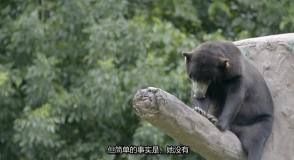 兽医狂野行：全球救援  第1季  Vet Gone Wild: Global Rescue插图4