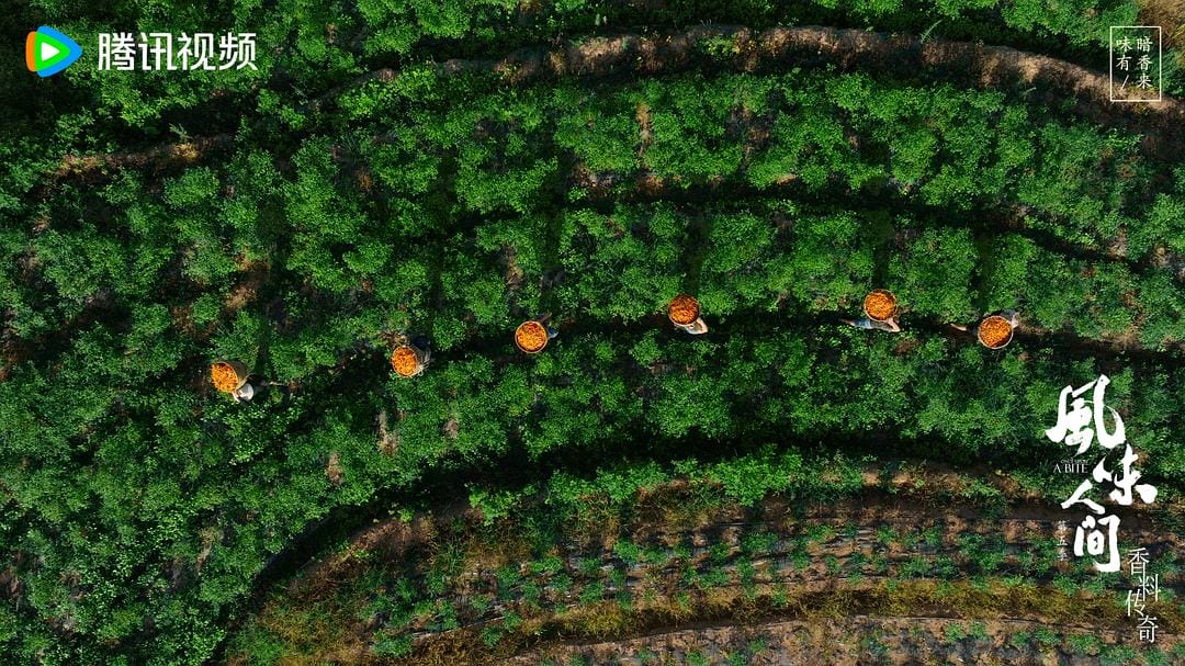 风味人间 第五季