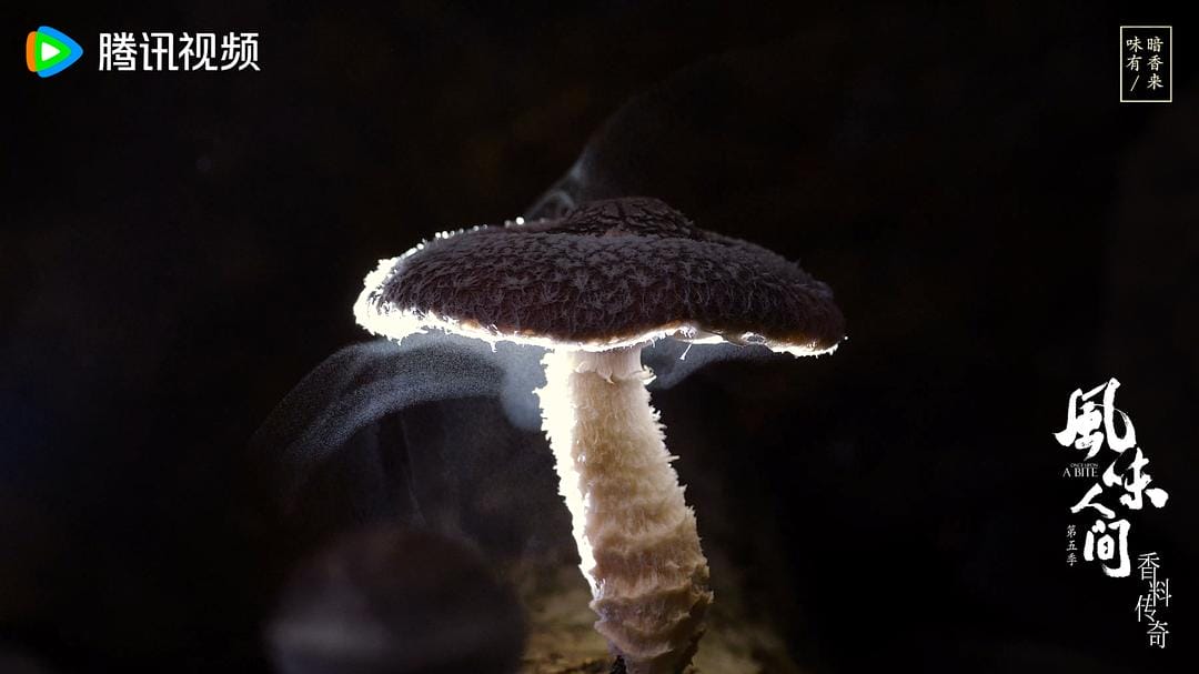 风味人间 第五季