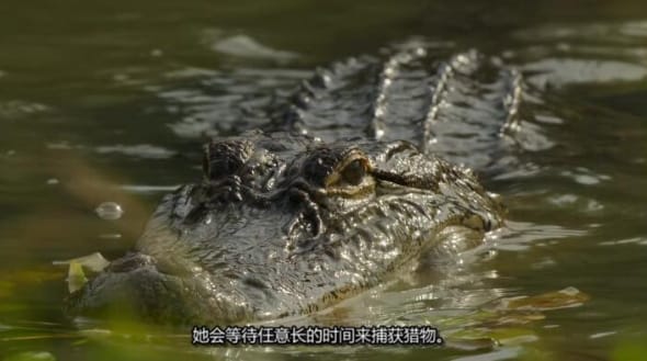 美丽美利坚  第1季 America the Beautiful