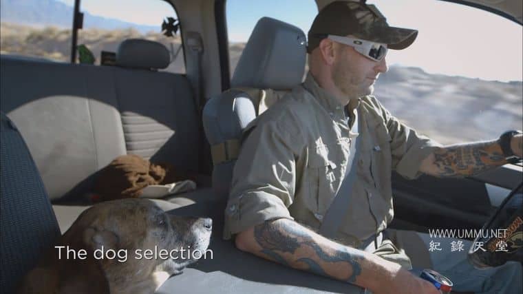 战后应激疗愈犬 Dogs of War