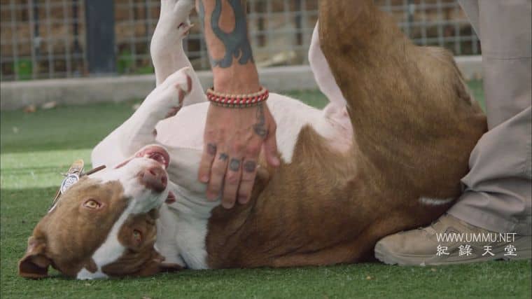 战后应激疗愈犬 Dogs of War