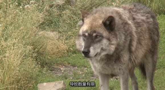 黄石公园守卫者  第5季 Yellowstone Wardens