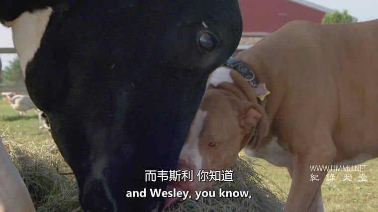 狗狗最好的朋友 Dog's Best Friend