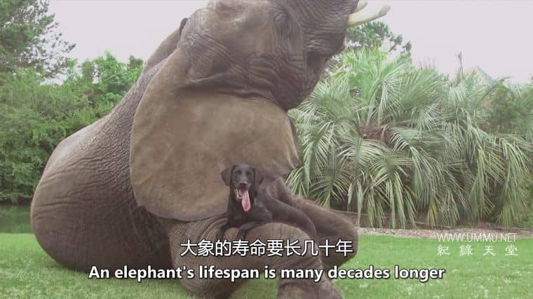 狗狗最好的朋友 Dog's Best Friend