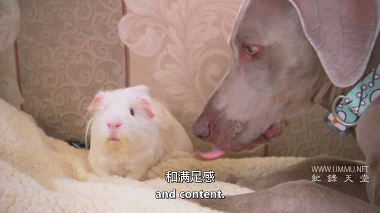 狗狗最好的朋友 Dog's Best Friend