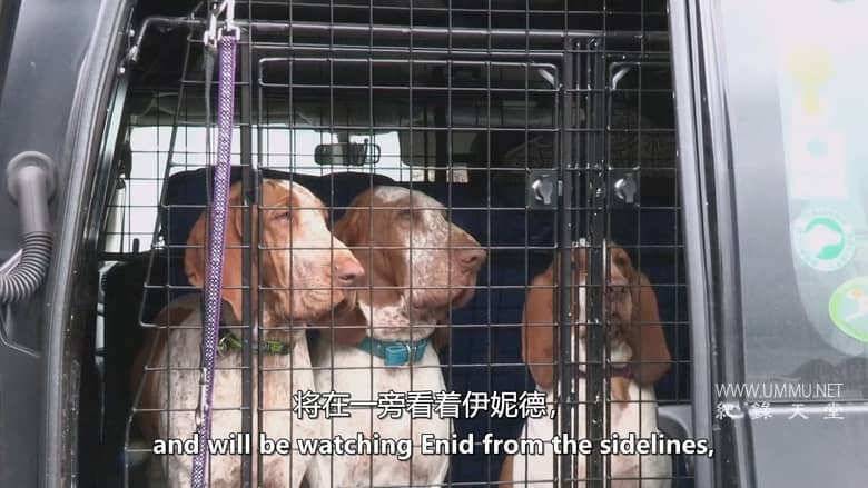 狗狗学校 Dog School