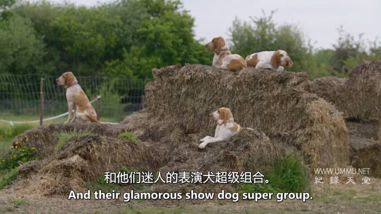 狗狗学校 Dog School