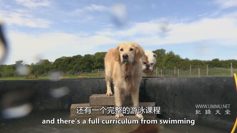 狗狗学校 Dog School