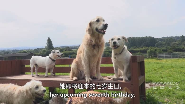 狗狗学校 Dog School