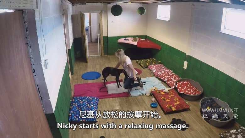 狗狗学校 Dog School