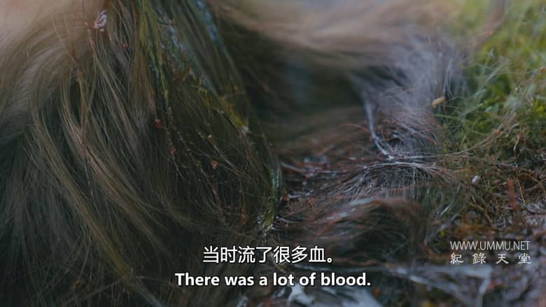 血缘侦探 第3-4季 Bloodline Detectives