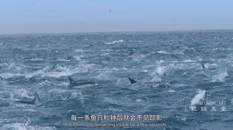 海洋天才小猎手 Genius Sea Hunters