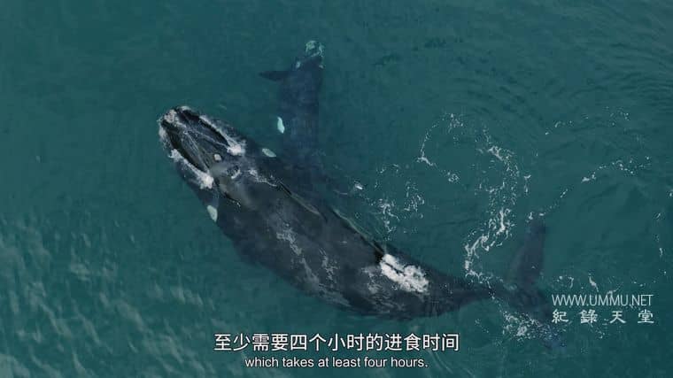 海洋天才小猎手 Genius Sea Hunters