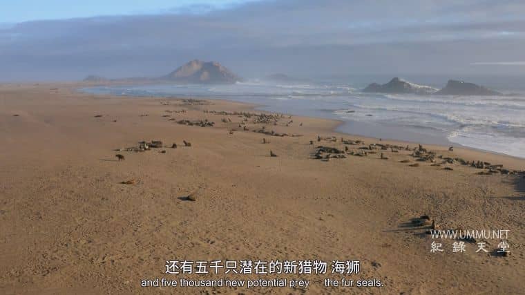 海洋天才小猎手 Genius Sea Hunters