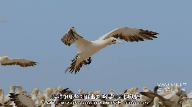 海洋天才小猎手 Genius Sea Hunters