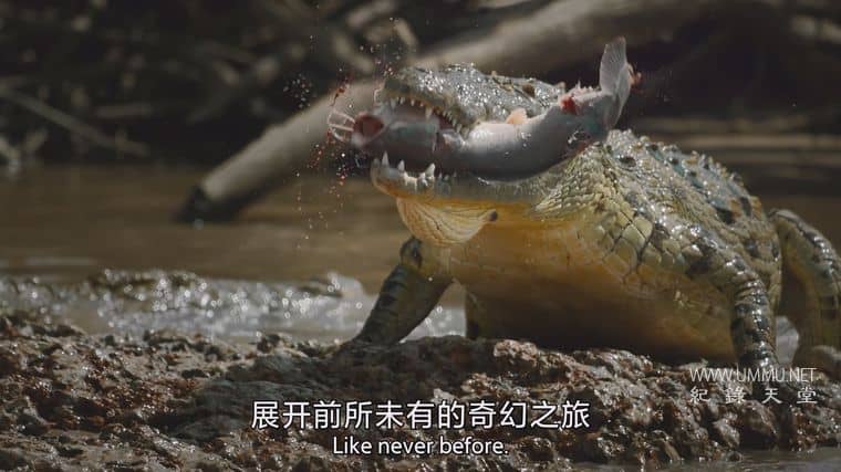 捕食者的隐秘世界 Apex Predators: Invisible Worlds