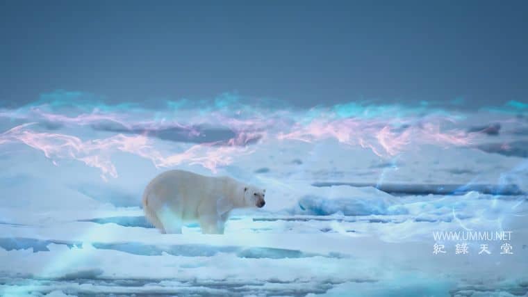 捕食者的隐秘世界 Apex Predators: Invisible Worlds