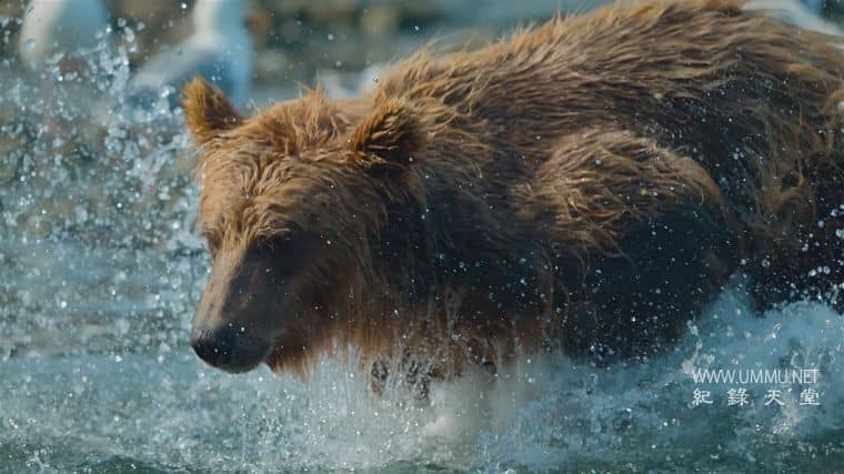 捕食者的隐秘世界 Apex Predators: Invisible Worlds