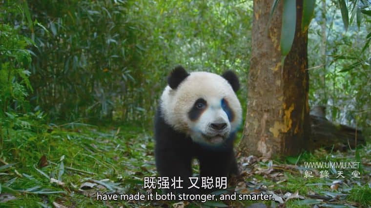 捕食者的隐秘世界 Apex Predators: Invisible Worlds