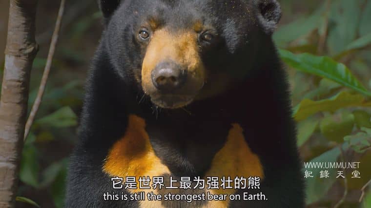 捕食者的隐秘世界 Apex Predators: Invisible Worlds