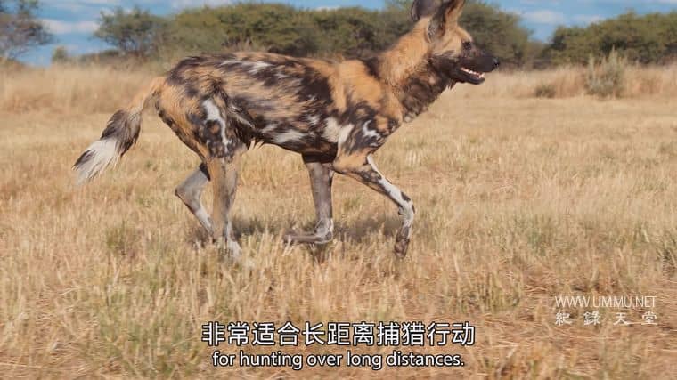 捕食者的隐秘世界 Apex Predators: Invisible Worlds