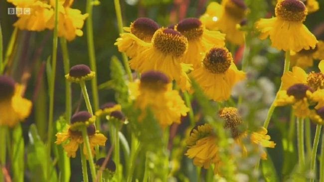 汉普敦宫花展 Hampton Court Palace Flower Show