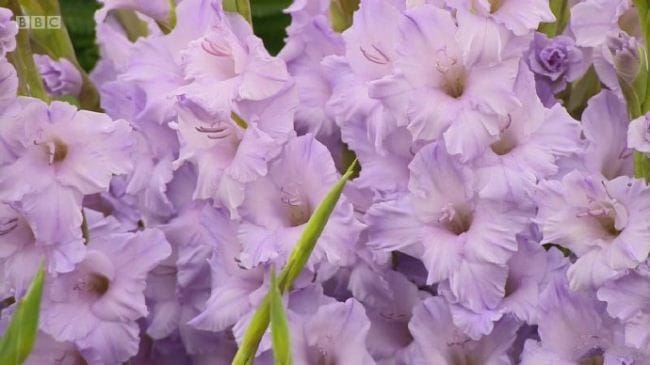 汉普敦宫花展 Hampton Court Palace Flower Show