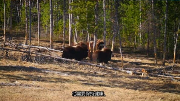 动物侠医/育空兽医 第4季  Dr. Oakley, Yukon Vet