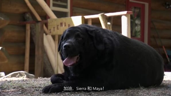 动物侠医/育空兽医 第3季  Dr. Oakley, Yukon Vet