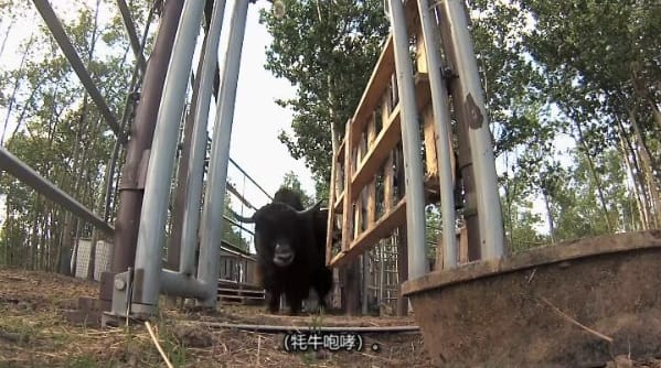 动物侠医/育空兽医 第3季  Dr. Oakley, Yukon Vet