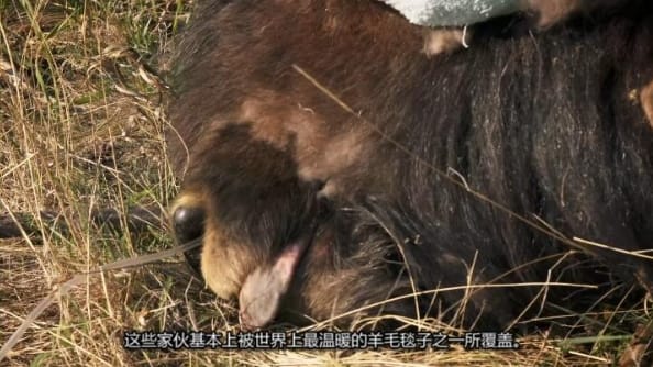 动物侠医/育空兽医 第3季  Dr. Oakley, Yukon Vet