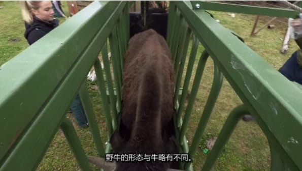 动物侠医/育空兽医  第7季  Dr. Oakley, Yukon Vet