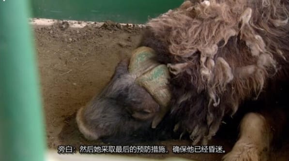 动物侠医/育空兽医 第2季  Dr. Oakley, Yukon Vet