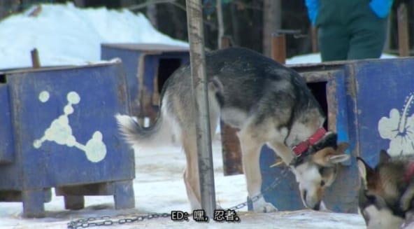 动物侠医/育空兽医 第2季  Dr. Oakley, Yukon Vet