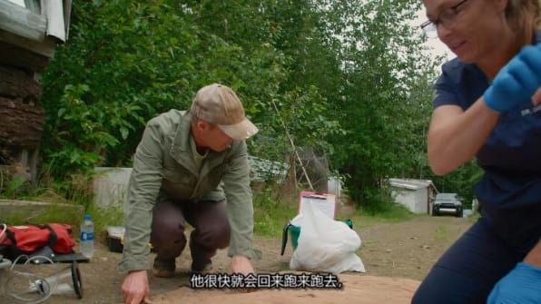 动物侠医/育空兽医  第9季  Dr. Oakley, Yukon Vet