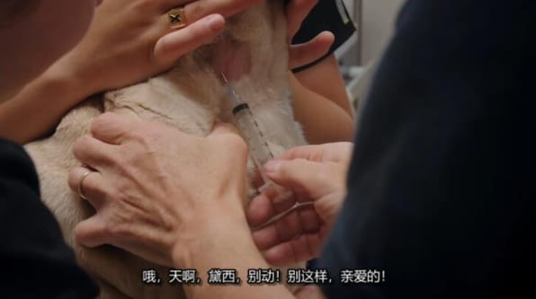 动物侠医/育空兽医 第8季  Dr. Oakley, Yukon Vet