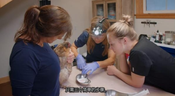 动物侠医/育空兽医 第8季  Dr. Oakley, Yukon Vet