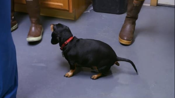 动物侠医/育空兽医  第6季  Dr. Oakley, Yukon Vet