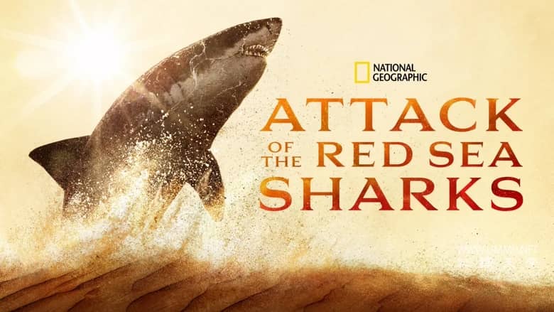 红海鲨鱼袭击 Attack of the Red Sea Sharks