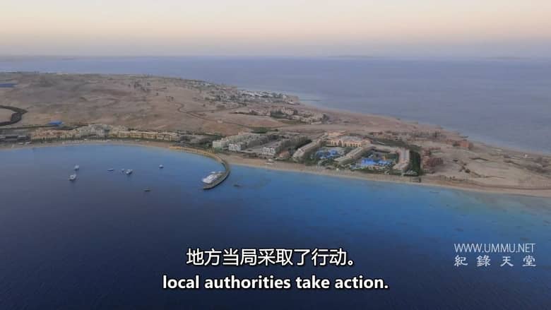 红海鲨鱼袭击 Attack of the Red Sea Sharks