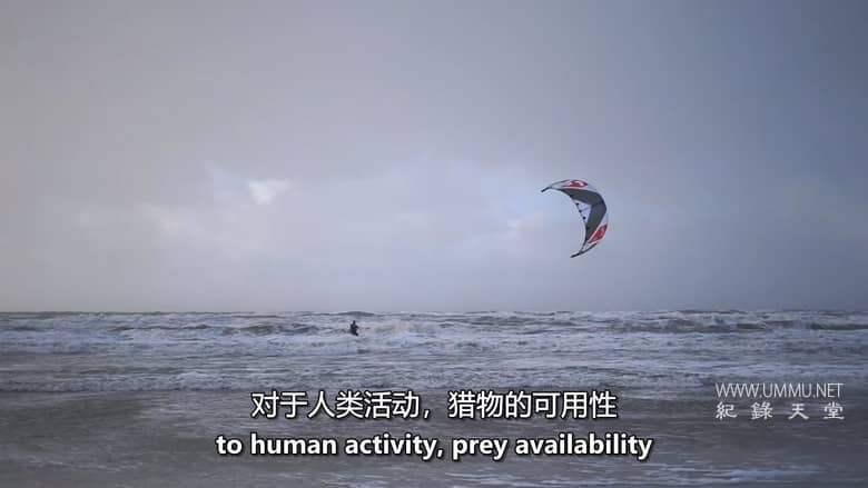 红海鲨鱼袭击 Attack of the Red Sea Sharks