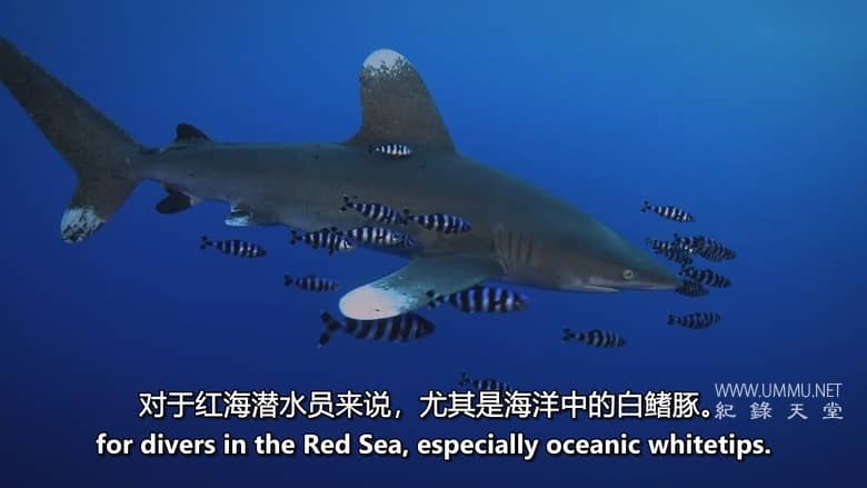 红海鲨鱼袭击 Attack of the Red Sea Sharks
